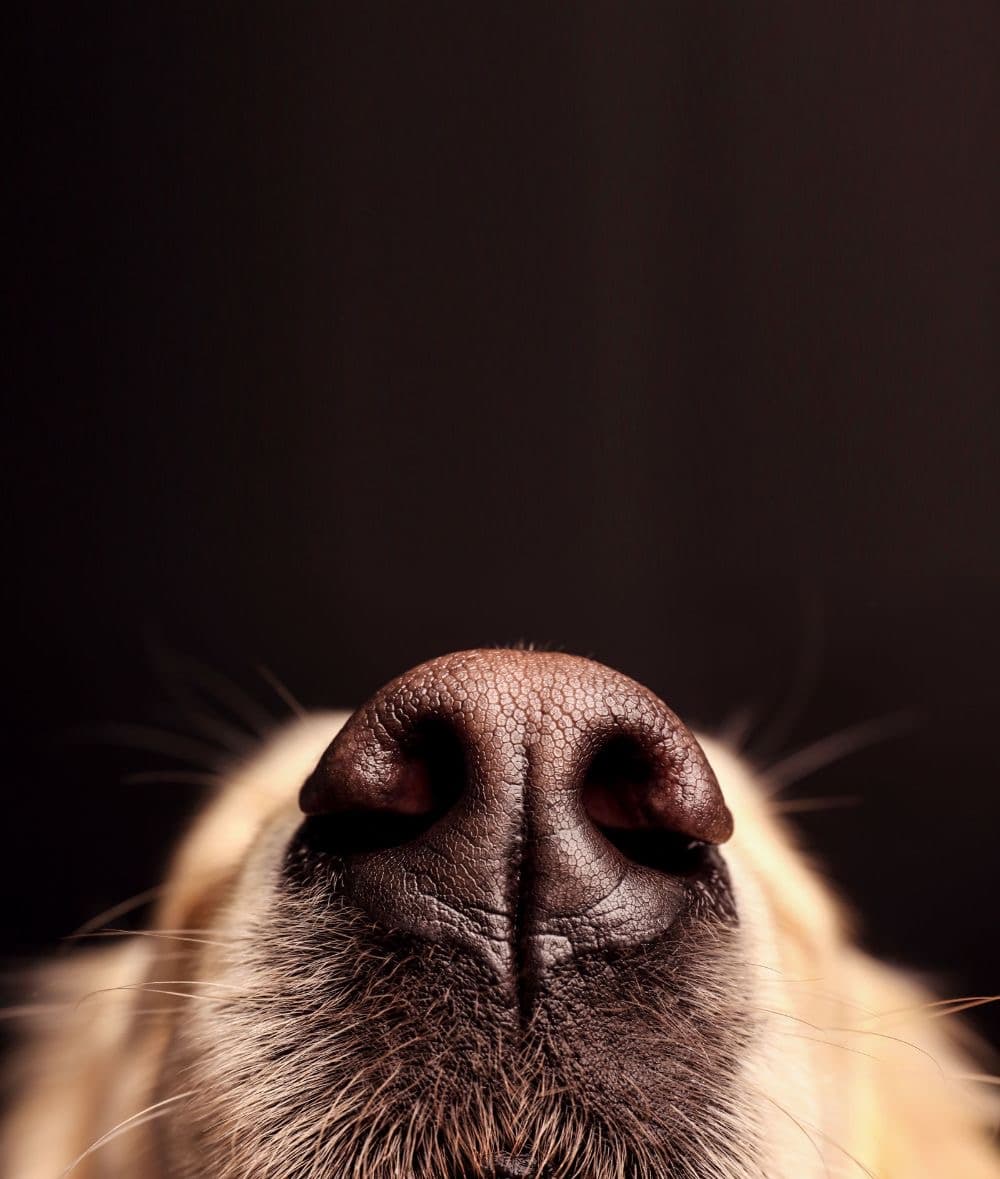 Imagem de capa: Meu pet está com o focinho “gasto”… isso é normal?
